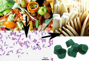 PHA: Plastics from microorganisms